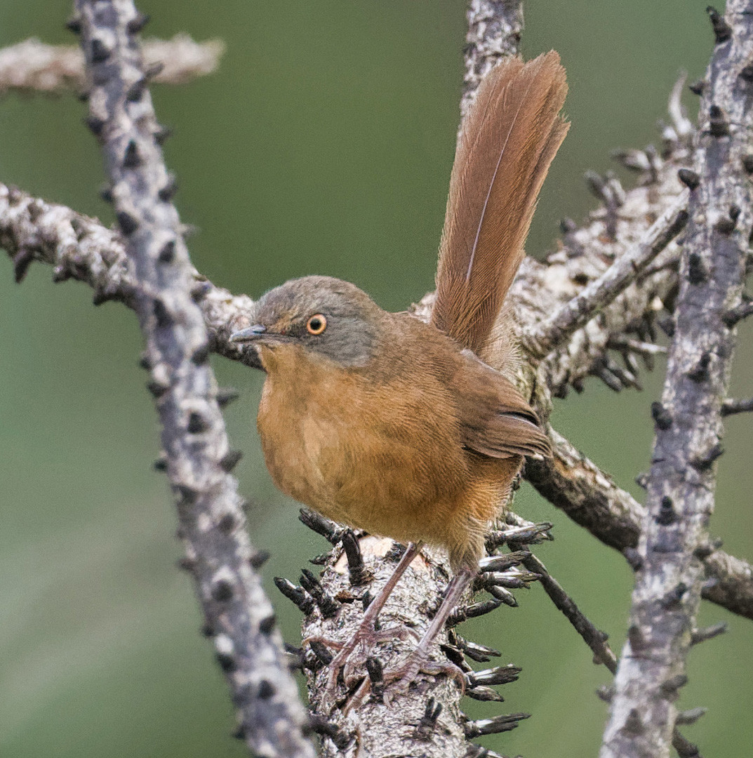 image Victorin's Warbler